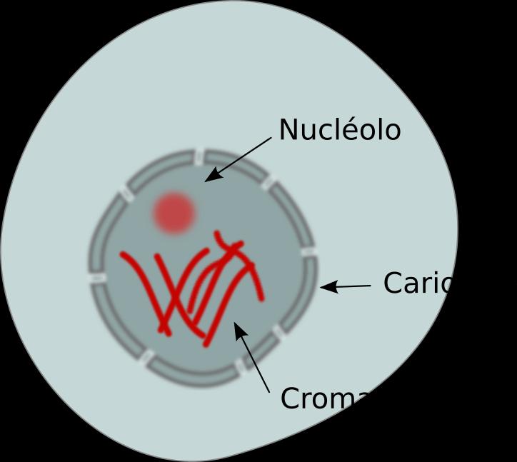 Meiose I: Prófase I: Leptóteno Na fase leptóteno ocorre a