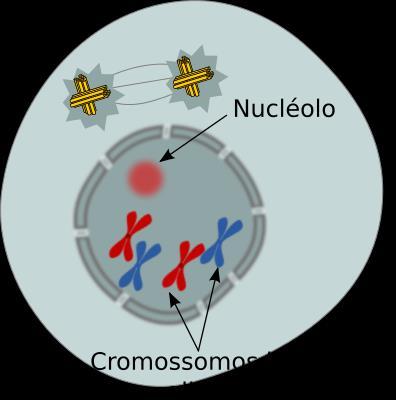 Meiose I: Prófase I: Zigóteno Ocorre a desorganização da cromatina; Na fase Zigóteno ocorre o