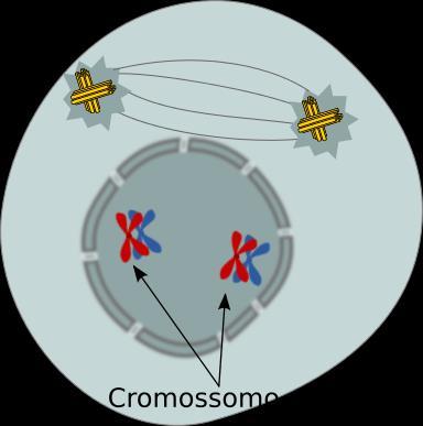 Meiose I: Prófase I: Paquíteno Os cromossomos completam o parelhamento; Nessa