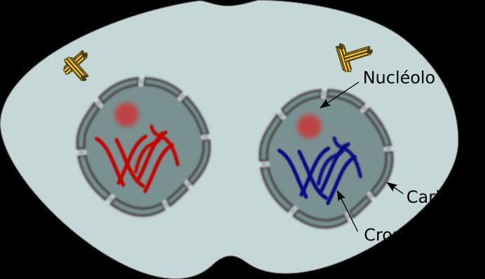 Meiose I: Telófase I Descondesação dos cromossomos e reorganização da carioteca
