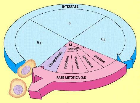 A célula possui um ciclo de vida (ciclo celular), que compreende sua origem, crescimento e reprodução.