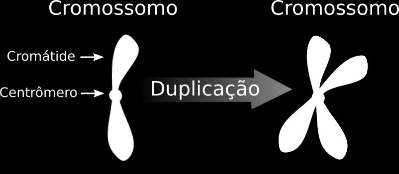 Ciclo celular: intérfase Durante a fase S (síntese) em que ocorre a duplicação do DNA cada cromossomo ganha uma cromátide a mais.