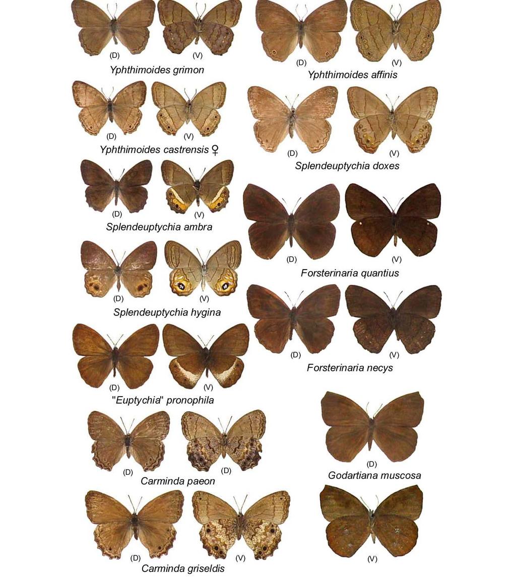 15 Prancha 10 Satyrinae frugívoras da Reserva Estadual do