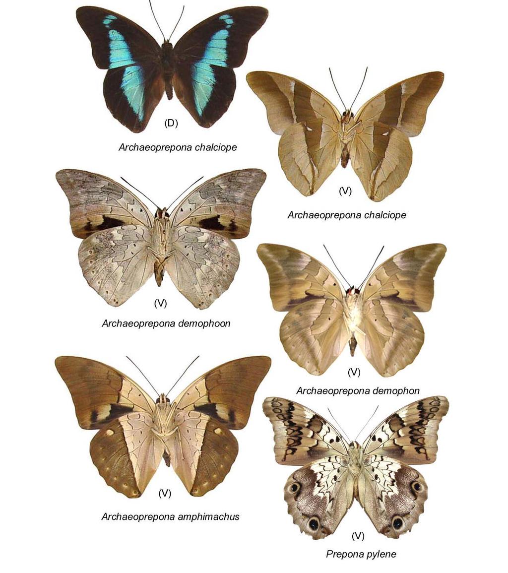 16 Prancha 11 Charaxinae frugívoras da Reserva Estadual do