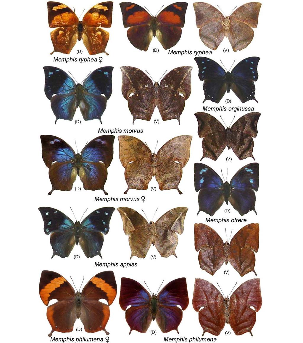 18 Prancha 13 Charaxinae frugívoras da Reserva Estadual do