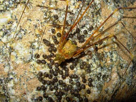 foram observados machos apresentando cuidado parental. álcoois (HARA, 2001). Ensaios em laboratório com G. longipes demonstraram eficiência na repelência de formigas, aranhas e sapos (CARRERA, et al.