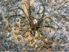 Vale destacar que Goniosoma albiscriptum possui coloração críptica em relação ao ambiente (rocha), sendo difícil localiza-los nas paredes e tetos quando encontra-se em repouso.