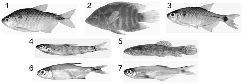 43 Figura 3 - Exemplares representativos das espécies das ordens Characiformes e Perciformes, coletadas na lagoa marginal do rio Imbituva.