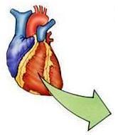 Estriado cardíaco Contração rápida e