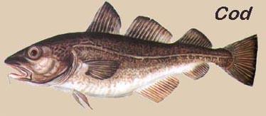 O Cod Gadus Morhua é o legítimo bacalhau. É pescado no Atlântico Norte e considerado o bacalhau mais nobre.