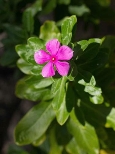 Catharanthus roseus 5 0 5