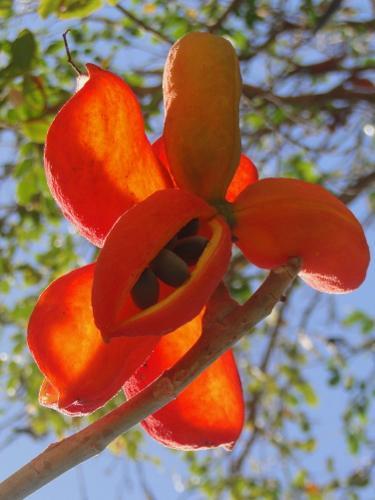 Ceiba pentandra 