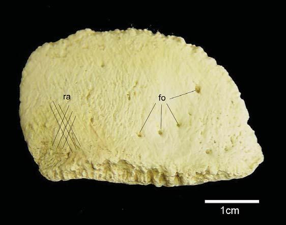 2 Material e Métodos Foram analisados quarenta e quatro osteodermos relacionados ao holótipo de Peirosaurus tormini (DGM-433-R), vinte e nove a Itasuchus jesuinoi (DGM-434-R) depositados na coleção