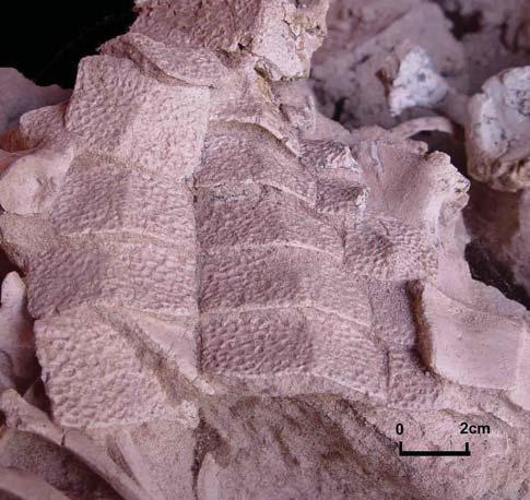 3.3 Uberabasuchus terrificus (CPPLIP-630): Uberabasuchus terrificus apresenta parte de sua armadura dérmica articulada (Figura 5), com cerca de 30 osteodermos.