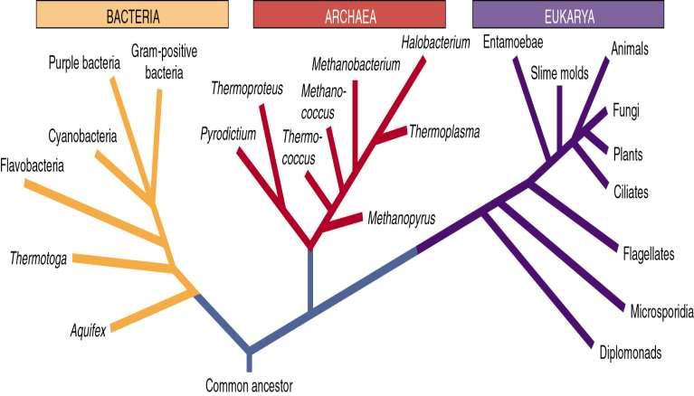 Ancestral Universal (DNA, códons, RNA,