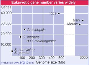 O número total de genes é conhecido para algumas espécies Em eucariotos parece