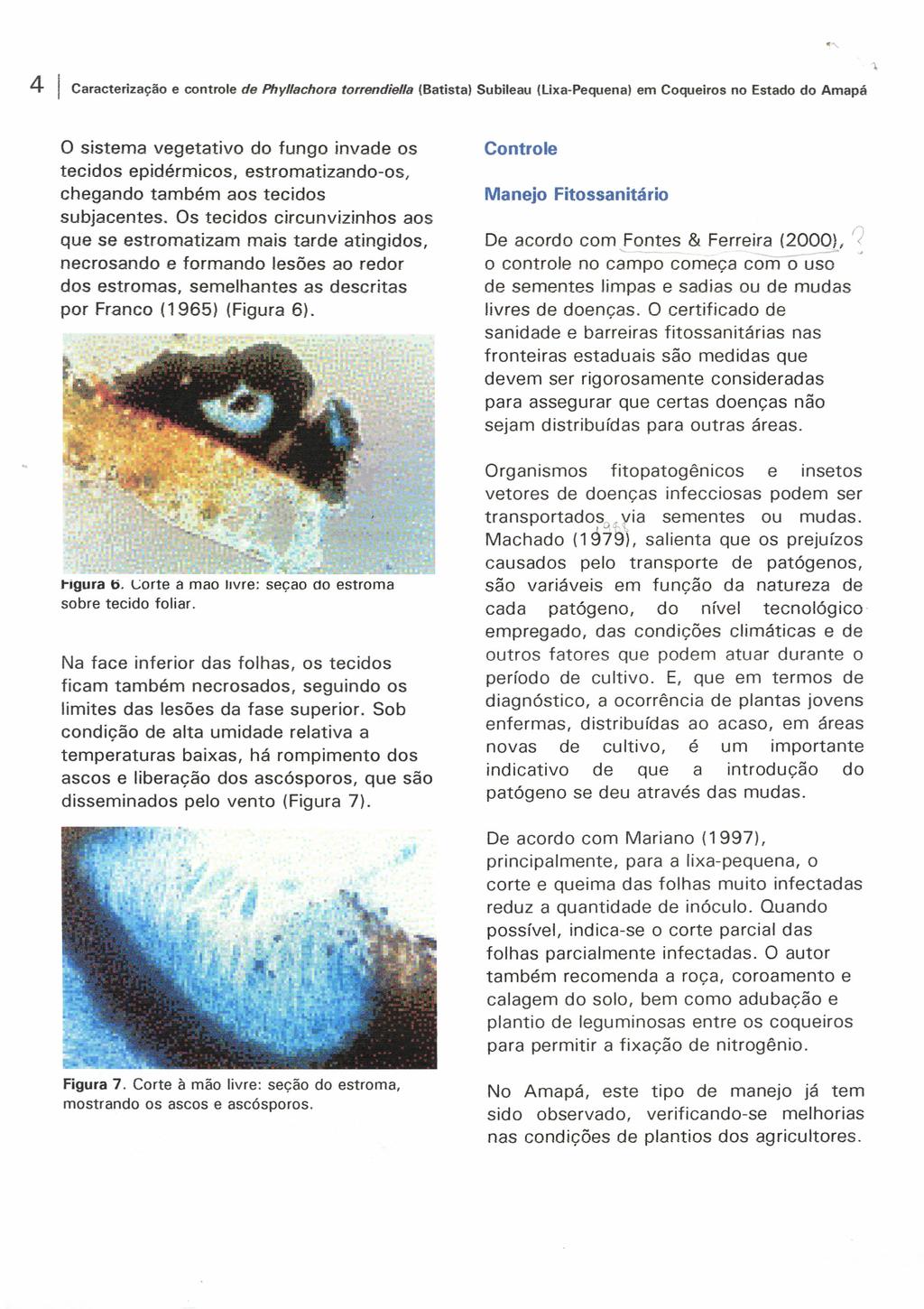 4 Caracterização e controle de Phy/lachora torrendiella (Batista) Subileau (lixa-pequena) em Coqueiros no Estado do Amapá o sistema vegetativo do fungo invade os tecidos epidérmicos,