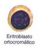 Eritroblasto Ortocromático ou Normoblasto Célula Cromatina Riqueza em