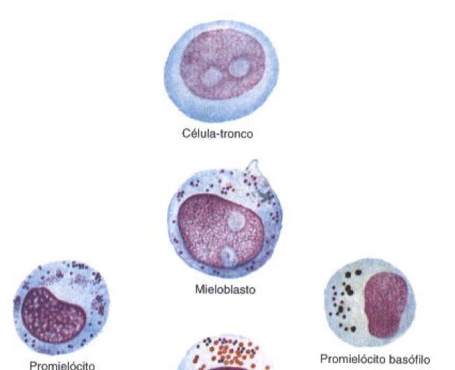 Granulocitopoese Síntese de Proteínas Grânulos Azurófilos