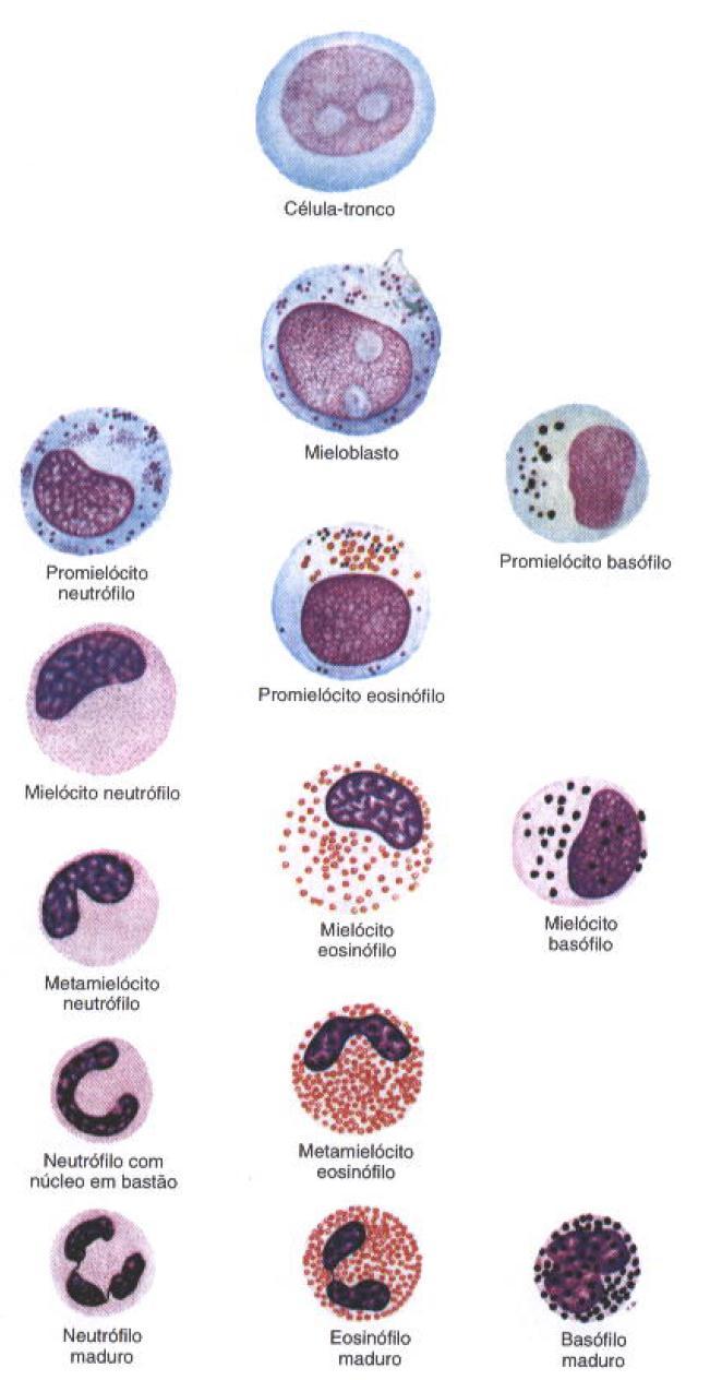 Maturação dos Granulócitos Célula Tronco Metamielócito Núcleo Chanfradura Profunda Lóbulos Basófilos Não Descrito Neutrófilo Bastonete Bastão curvado Eosinófilo Basófilo Promielócito Neutrófilo