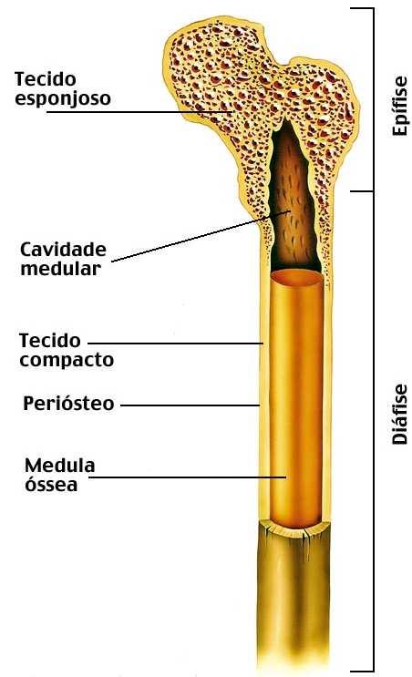 Estruturas dos ossos longos Fonte: