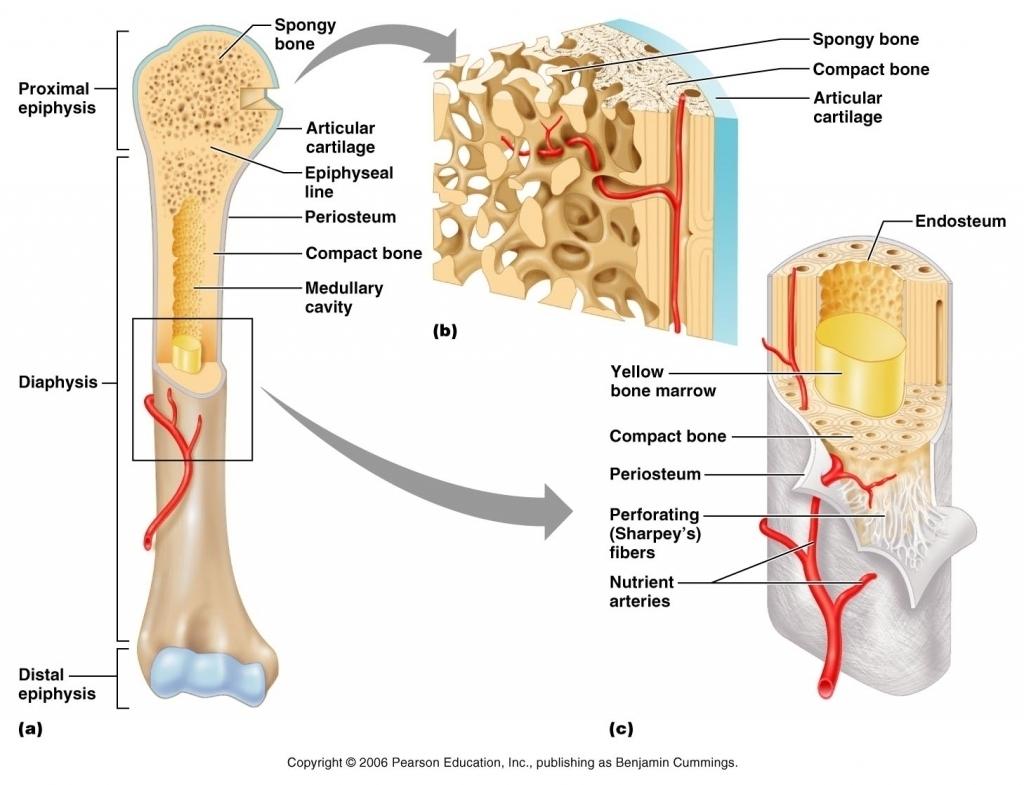 Epífese proximal Diáfise Tecido esponjoso Cartilagem articular Linha epifisária Periósteo Osso compacto Cavidade medular Trabéculas Medula amarela Osso Endósteo