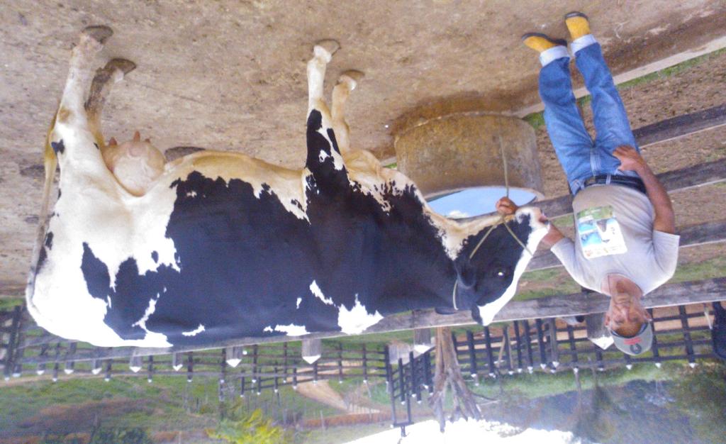 Vacas de alta produção e de primeira cria recebem silagem de milho o ano todo, animais com produção intermediária é ofertada cana-de-açúcar corrigida com uréia 1%, mais silagem de