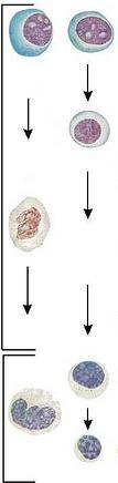 Maturação dos LINFÓCITOS E MONÓCITOS LINFÓCITOS: Origem: - Medula óssea Fases do desenvolvimento: - Linfoblasto Prolinfócito Linfócitos maduros.