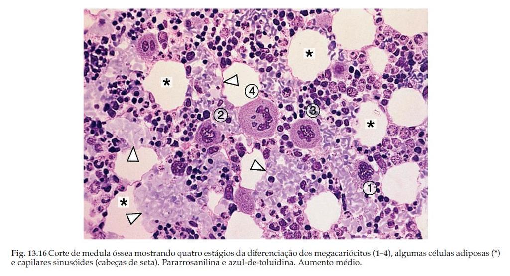 Medula