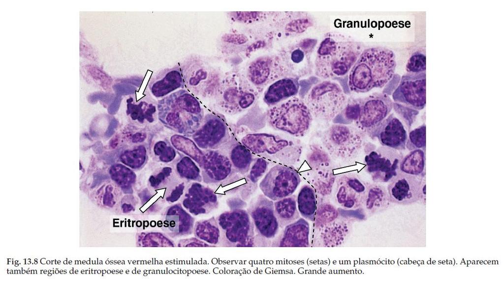 Medula