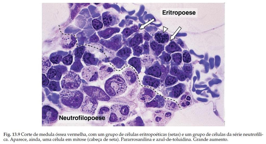 Medula