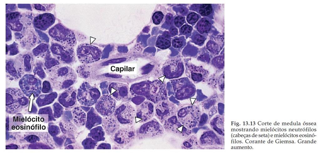 Medula