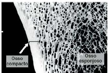 Medula óssea vermelha (Hematógena).. Medula óssea amarela. Recém-nascido:.