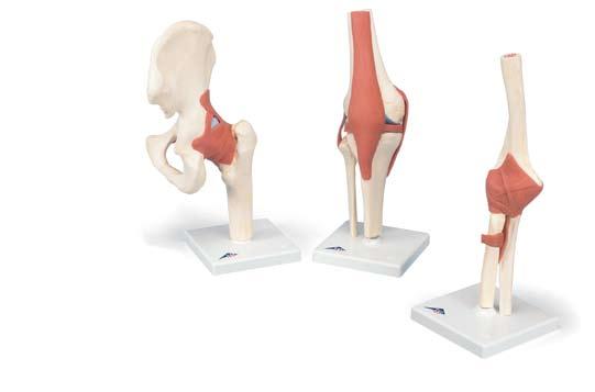 Also available from 3B Scientific: Ebenfalls bei 3B Scientific erhältlich: Tambien disponible en 3B Scientific: Egalement