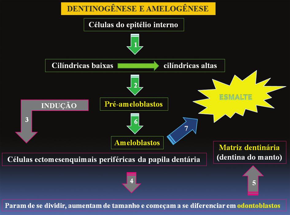 Desenvolvimento dental: aspectos morfogenéticos e relações com as anomalias dentárias do desenvolvimento ser o resultado de defeitos na sinalização envolvendo o fator de crescimento Wnt.