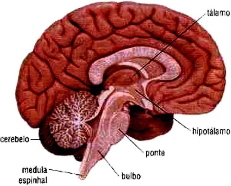 Fonte: http://neuralsystem.