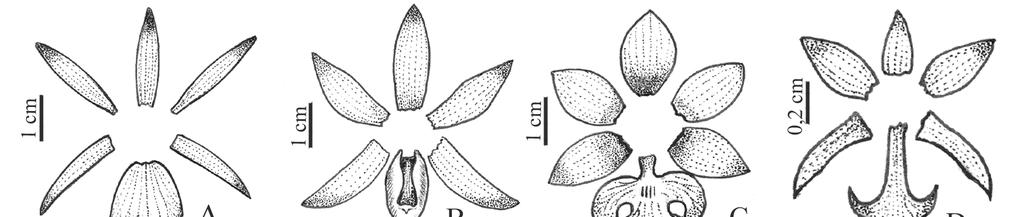 Figura 1. A-F. Perianto distendido. A. Brassavola tuberculata Hook. (Siqueira-filho; Leme 1486) B. Catasetum purum Nees & Sinning (Mendes 146) C.