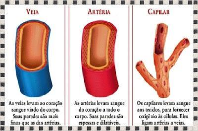 Eliminação de substancias O Sistema Urinário ou Aparelho Urinário é responsável pela produção e eliminação da urina, possui a função de filtrar as "impurezas" do sangue que circula no organismo.