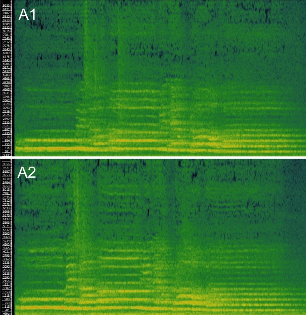 Resultados e discussão Os áudios dos três corais, A, B e C foram submetidos à visualização na camada Spectrogram do programa Sonic Visualiser, para a análise do som.
