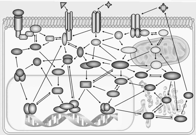 Cadeia respiratória mitocondrial funcional Complexidade ~1500 genes nucleares codificam factores necessários às mitocôndrias para: - Síntese de DNA - Transcrição de DNA - Reparação de