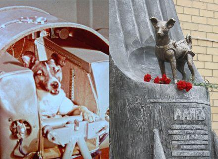 A cadela foi capturada nas ruas de Moscou pelas autoridades soviéticas, que a prepararam para ser
