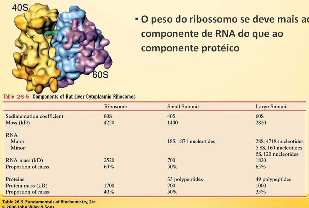 Ribossomos eucarióticos O peso