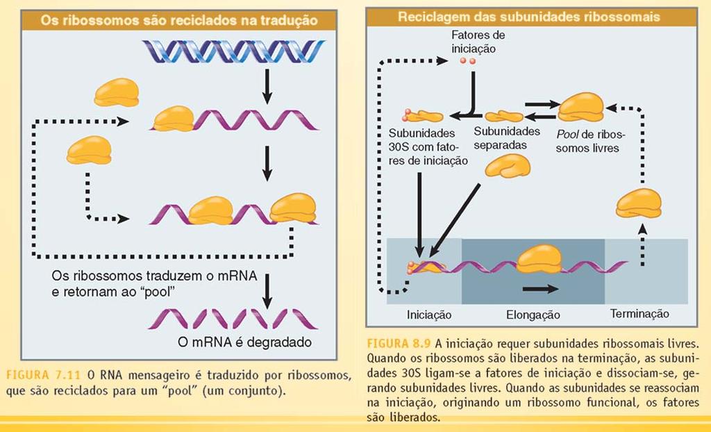 componente de RNA do que ao