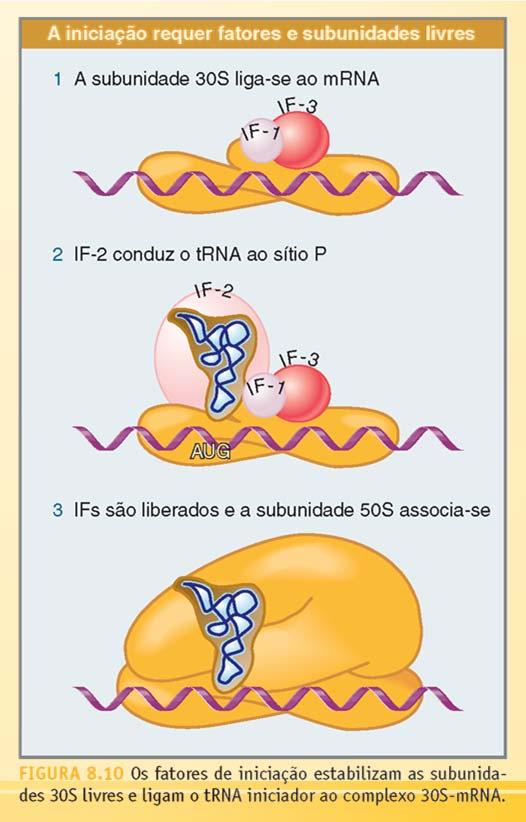 Iniciação da Tradução