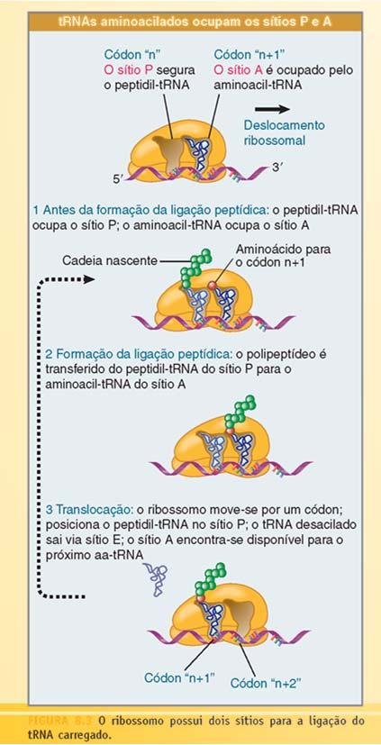 Alongamento ainda.