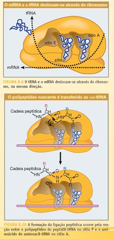 continua até o