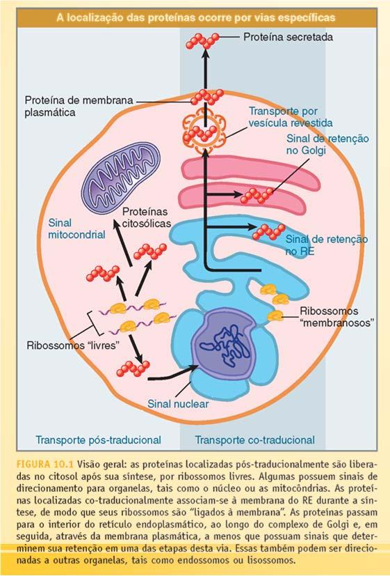 Proteína Pronta! E agora? Destinos possíveis.