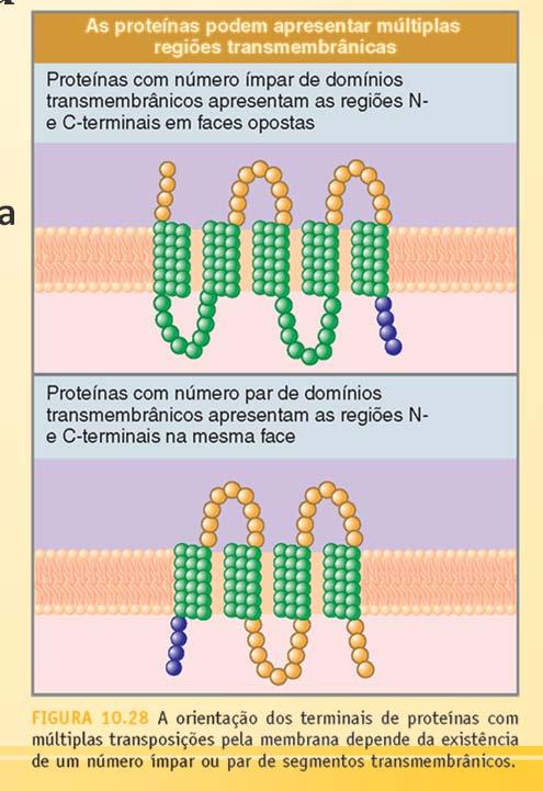 Proteínas transmembrana Domínios hidrofóbicos são capazes de