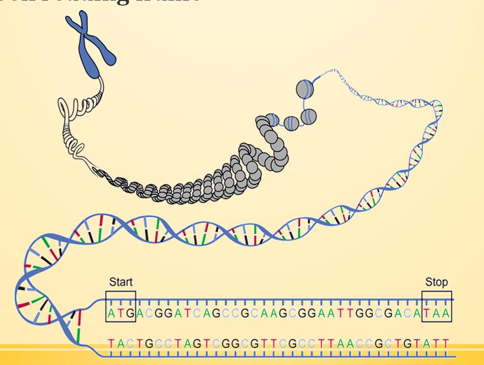 Open reading frame Determinação da janela de leitura (ORF) Cada uma das sequências de DNA que possui o potencial para codificar uma proteína e estão compreendidas entre um códon de