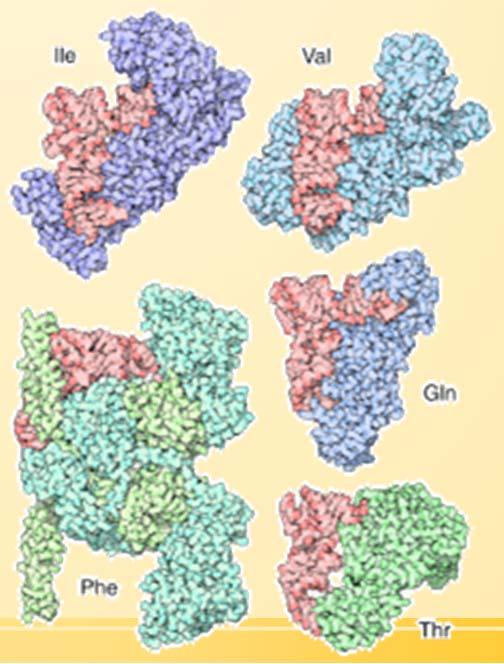 Quantas trna aminoacil